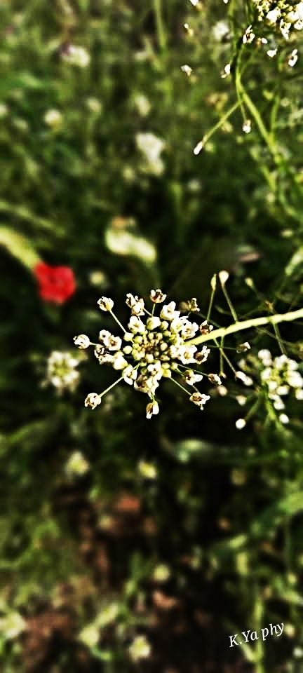 Природа