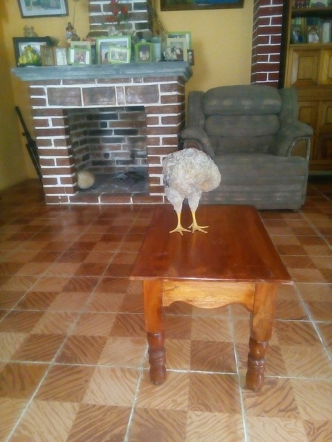 único centro de mesa