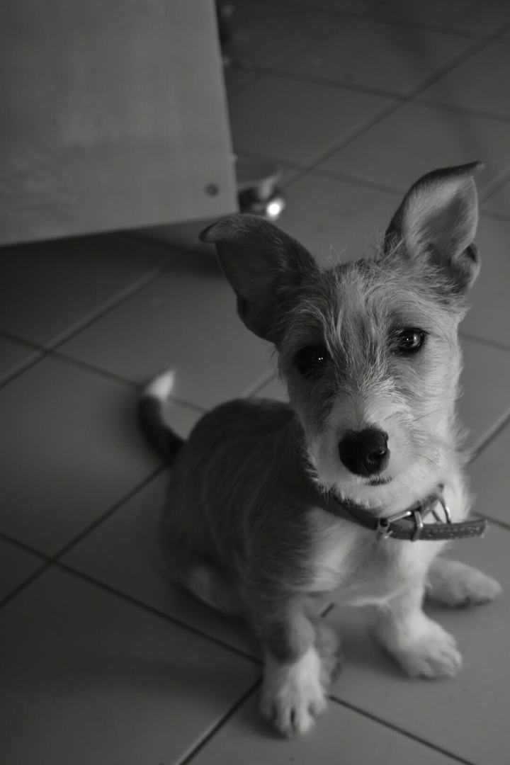 Cute dog
