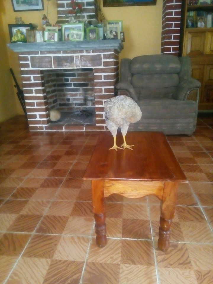 único centro de mesa