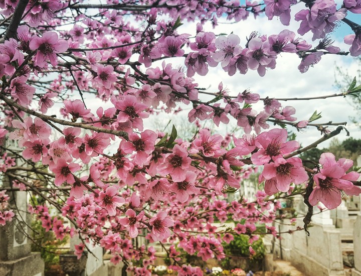 Beautiful spring