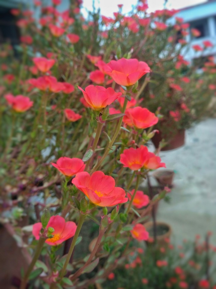 red flowers