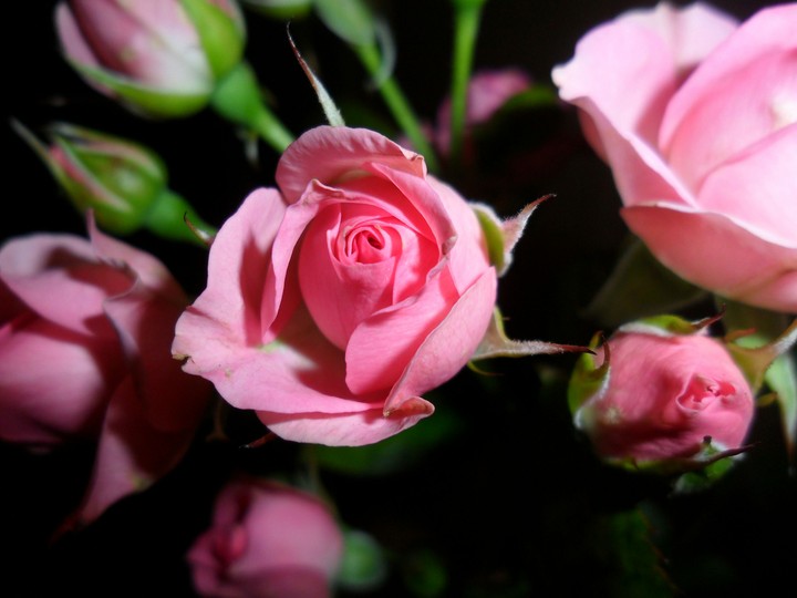 Rose