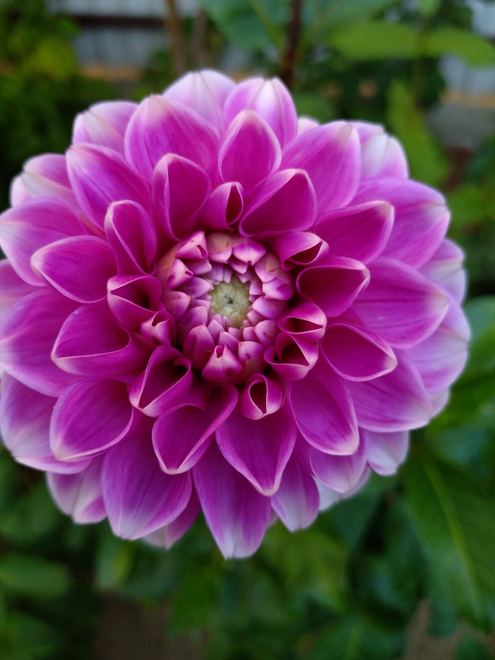 purple
