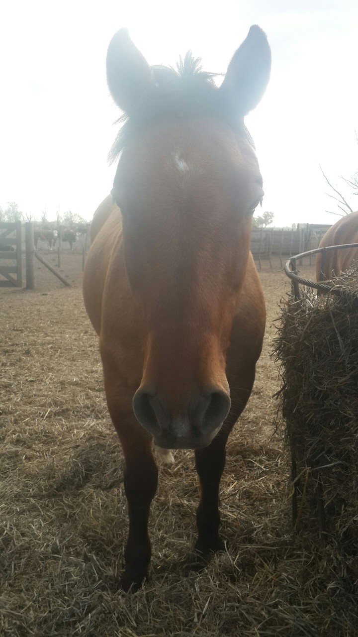 cavallo