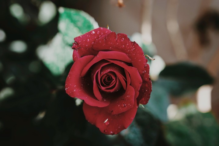 Rose
