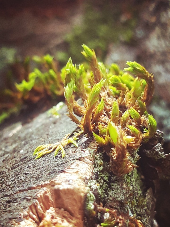Close up of a tree moss
