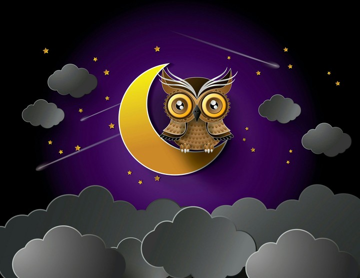owl