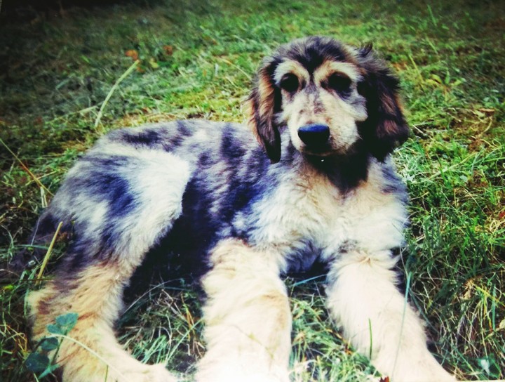 Afghan Hound dog , little boy