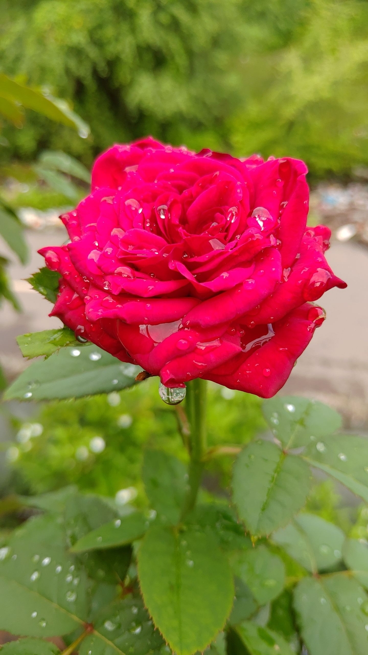 red rose
