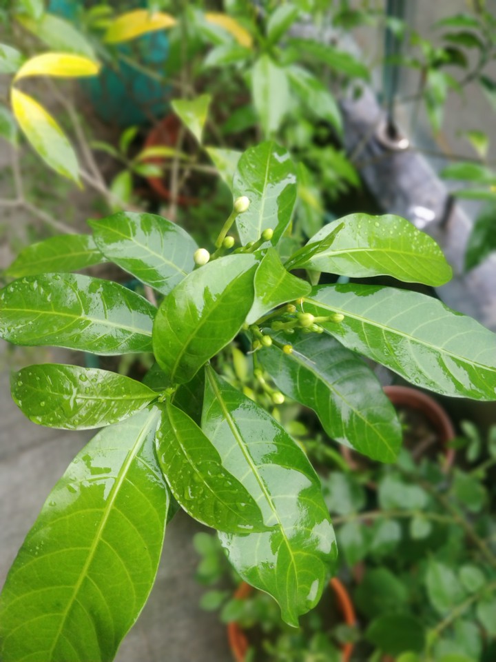 rain for the family