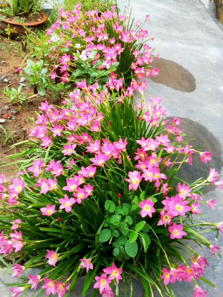 flowers