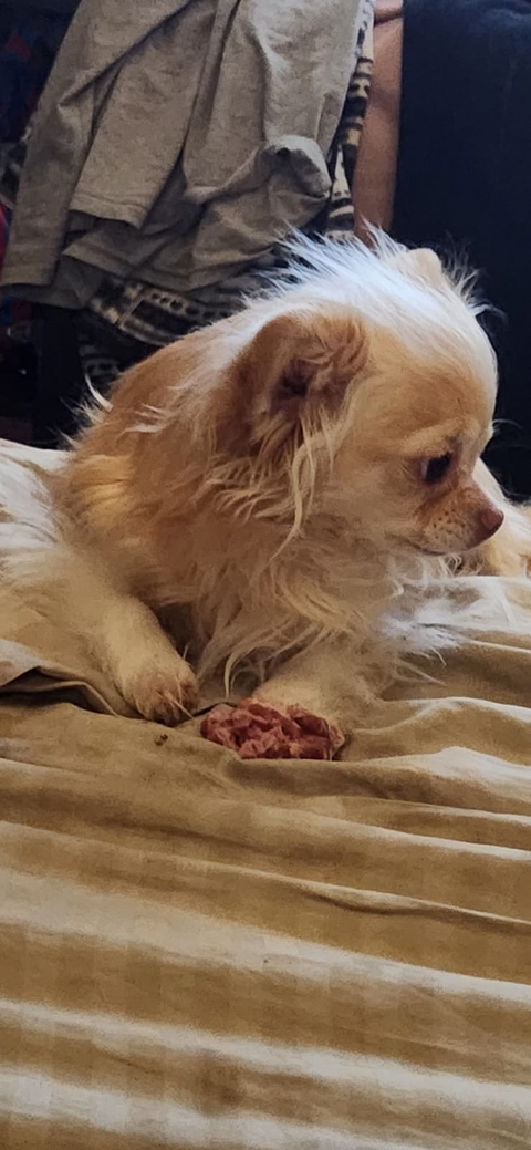 Dog, Vertebrate, Carnivores
