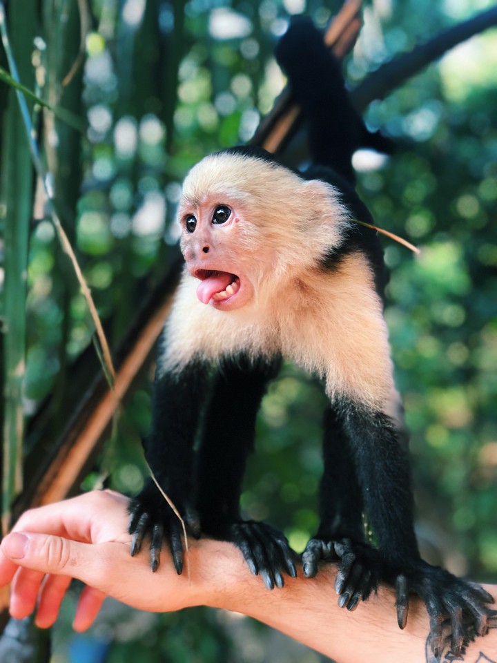 capuchin monkey