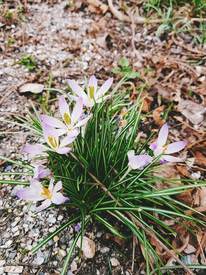 spring