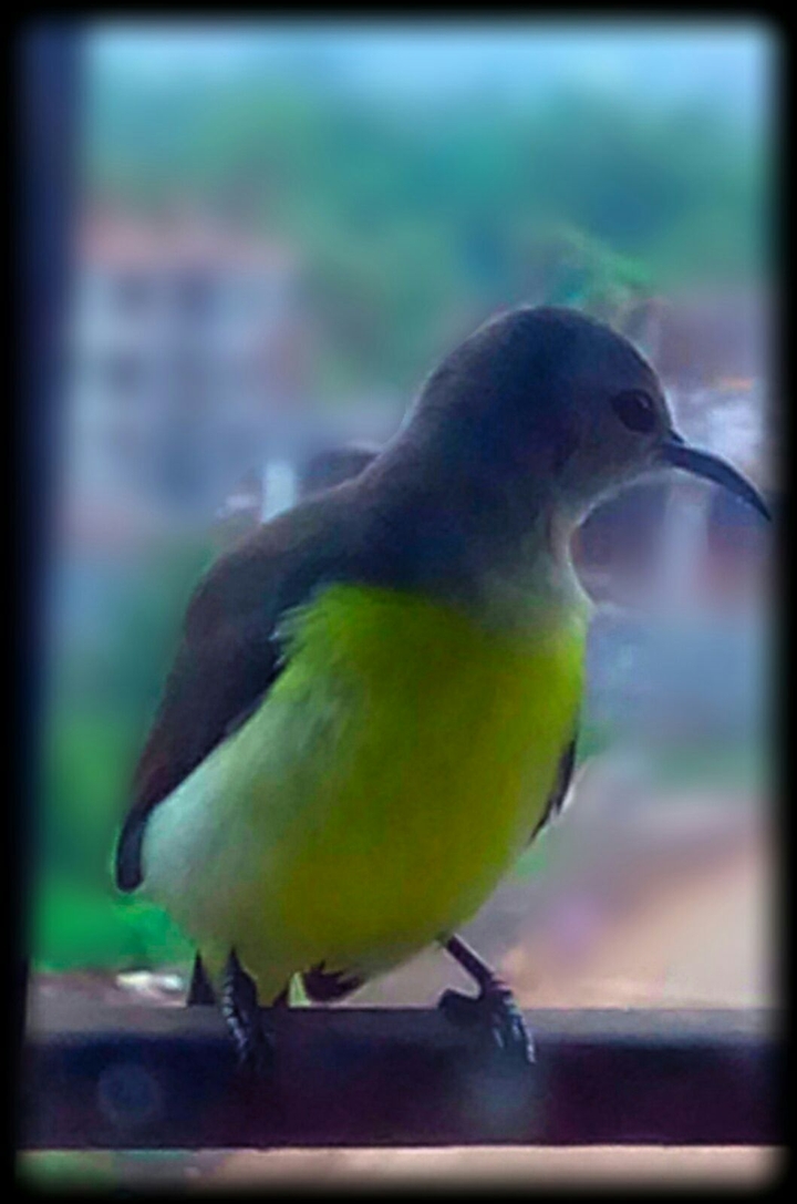 Bird captured in my balcony!