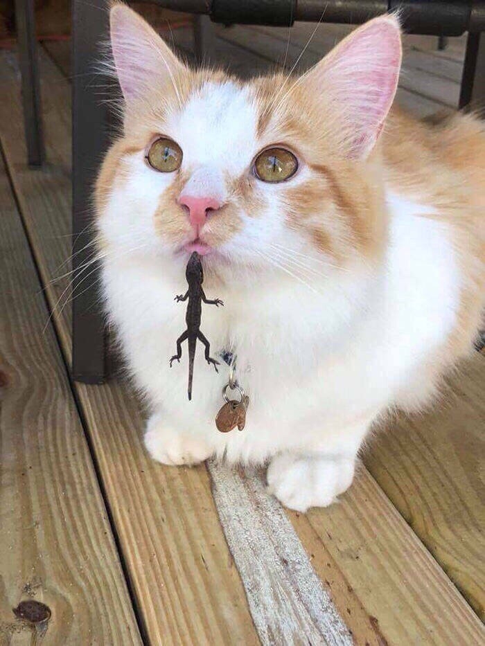 котик ящерку поймал ... или ящерка котика?!...