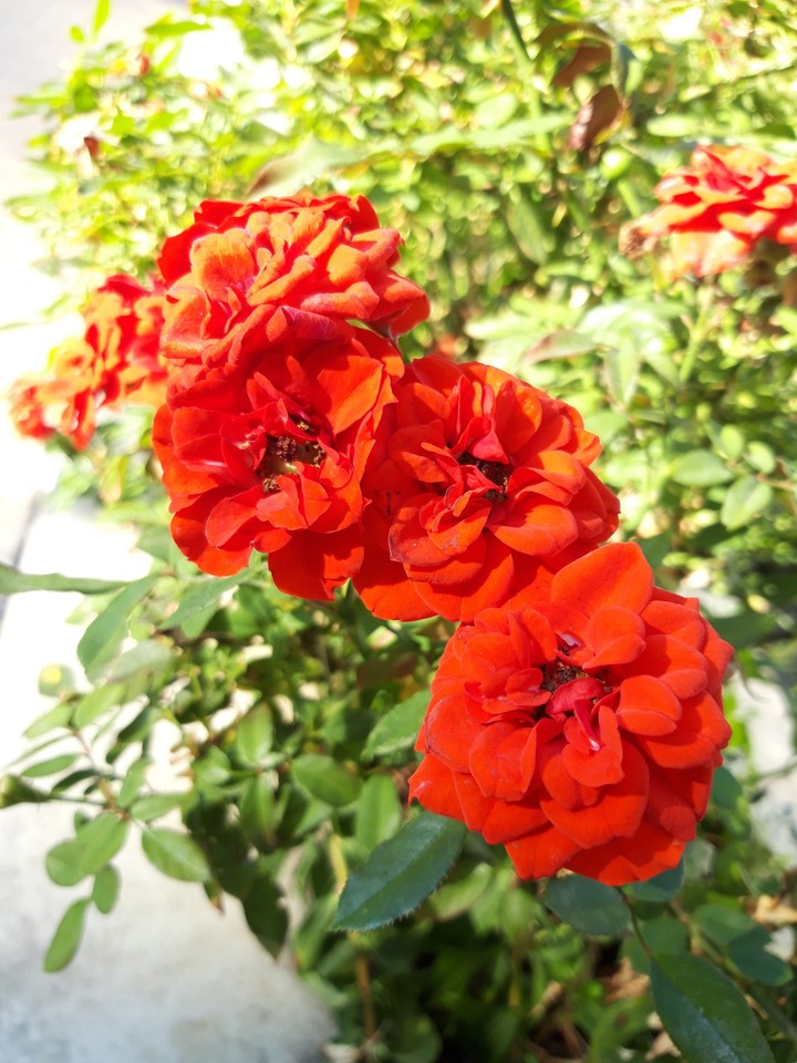 flowers