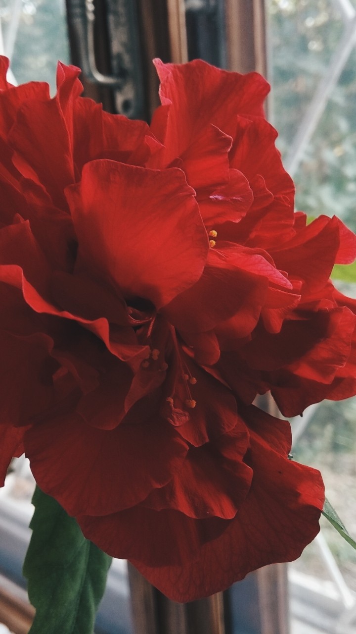 Red Quinn