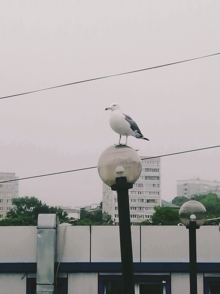 чайка