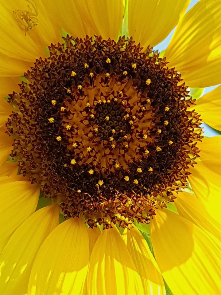 My favorite sunflowers!!