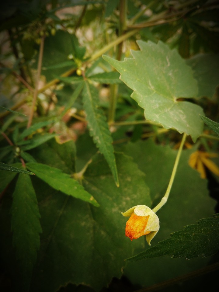 flower beauty