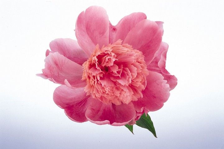 Beautiful Flowers