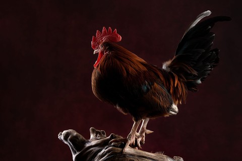 beak, Rooster वॉलपेपर