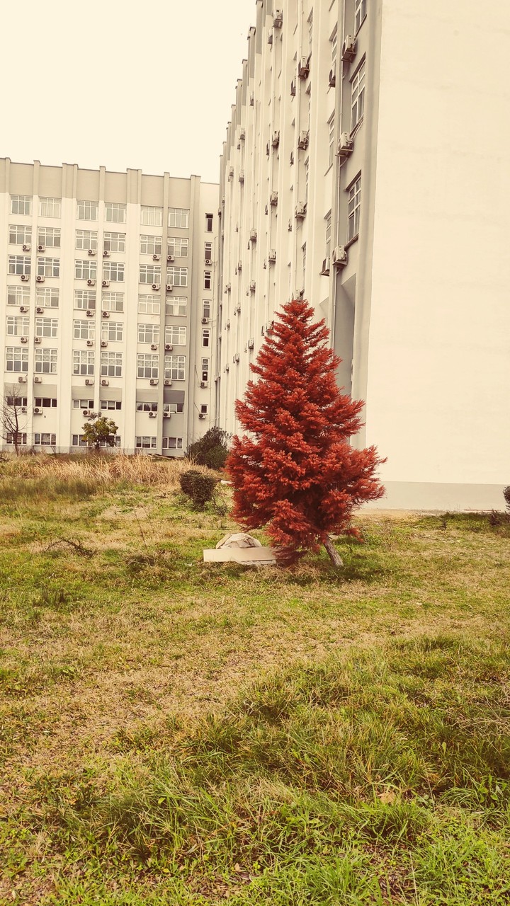 red tree