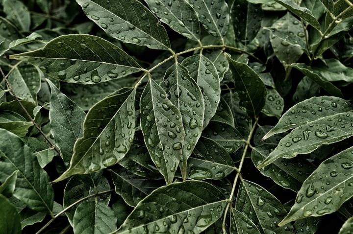 drops