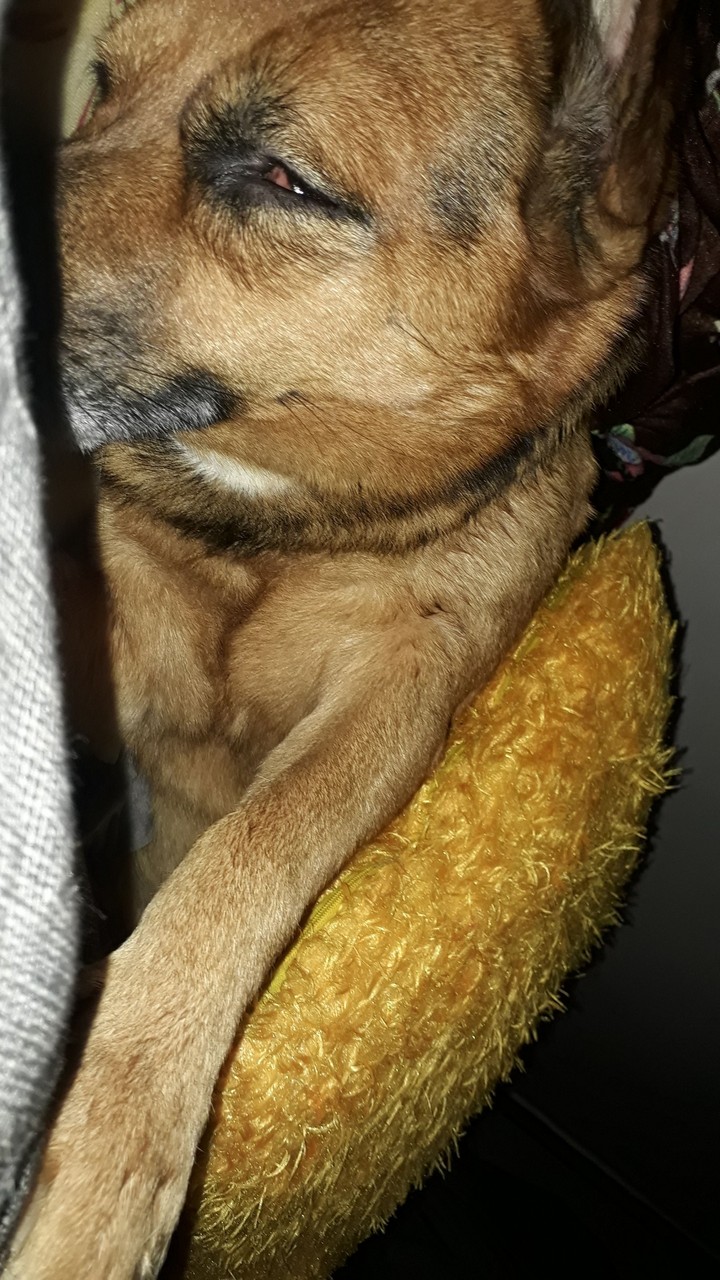 goldy