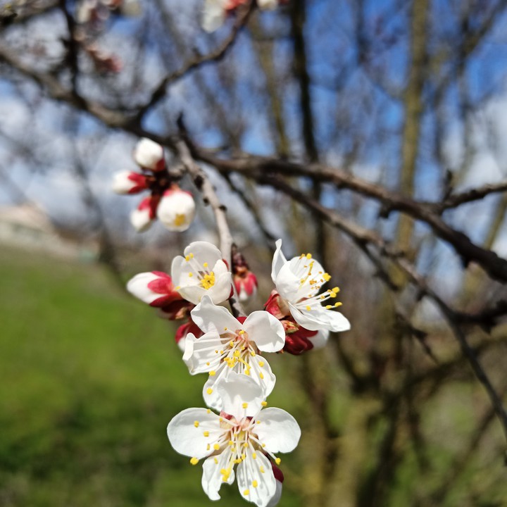весна Spring