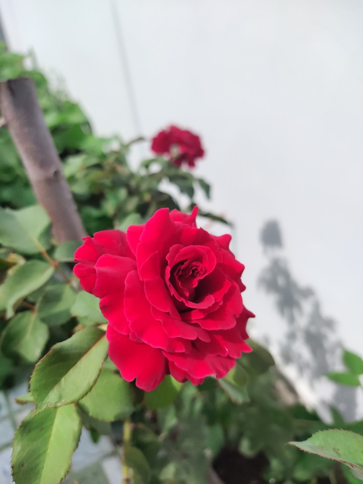 my rose