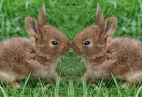 bébé animal
