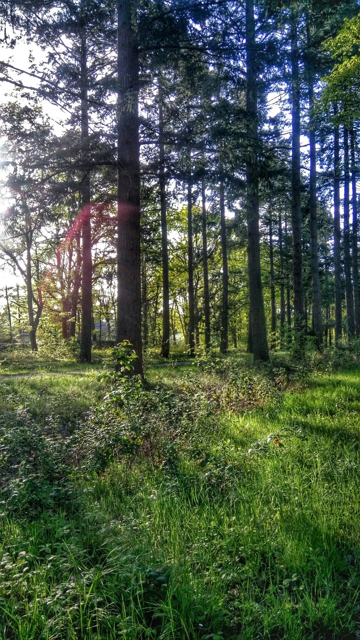 Forest