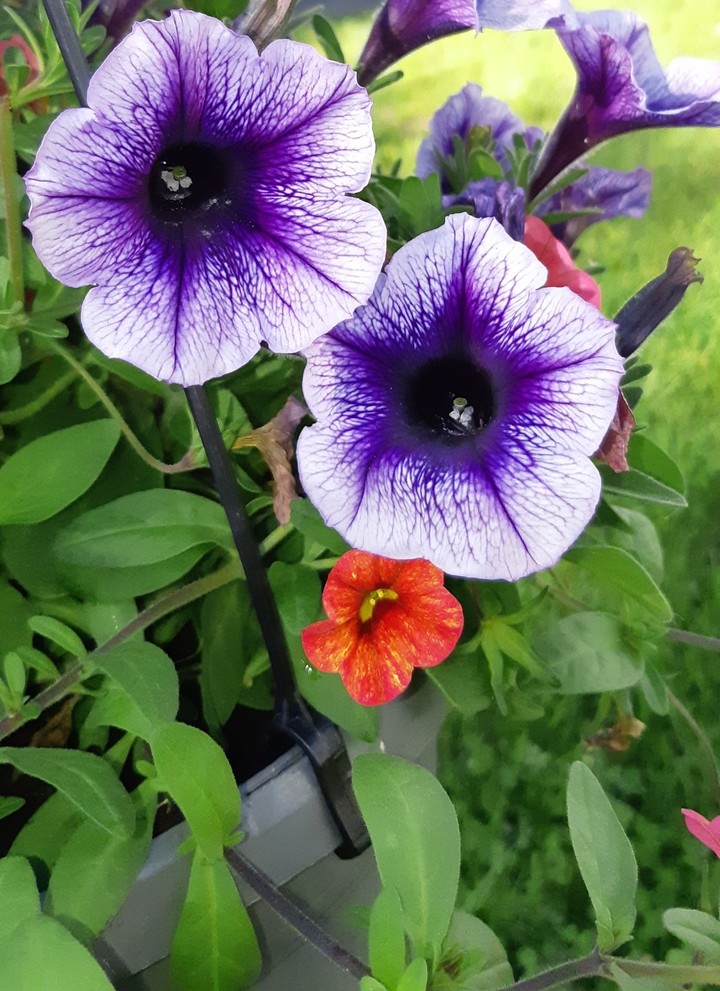 fleurs
