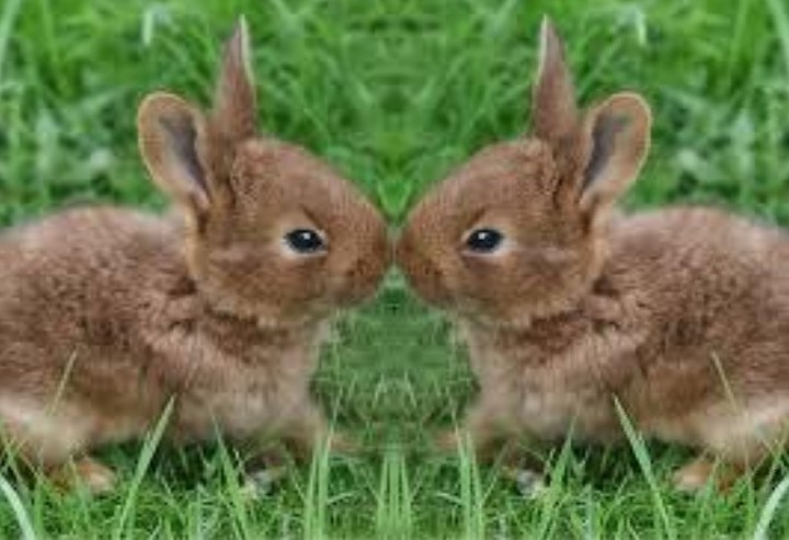bébé animal
