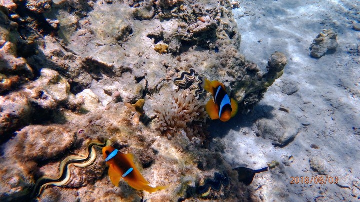 nemo.....