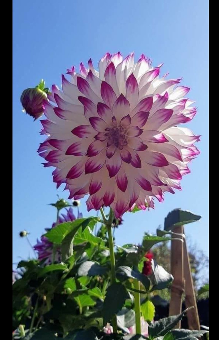 beautiful ??