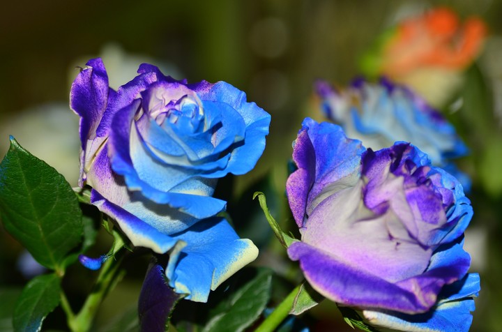 rosa