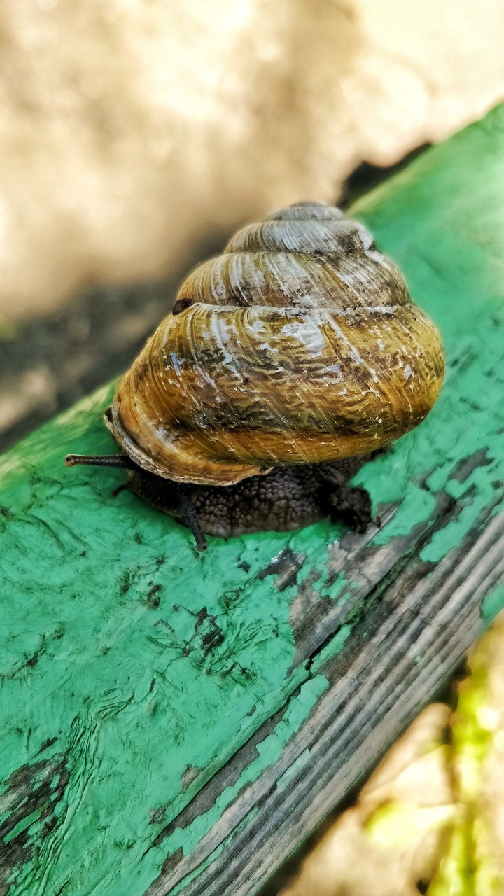 snail