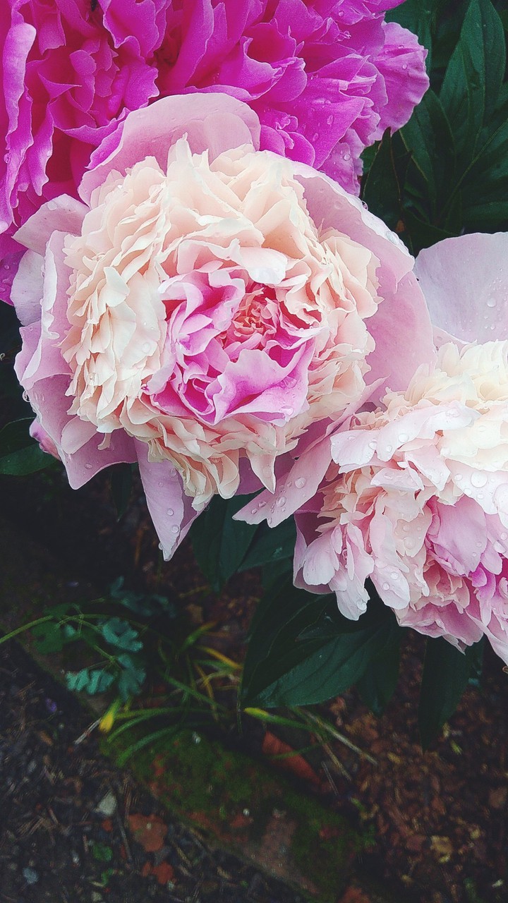 majestic flower