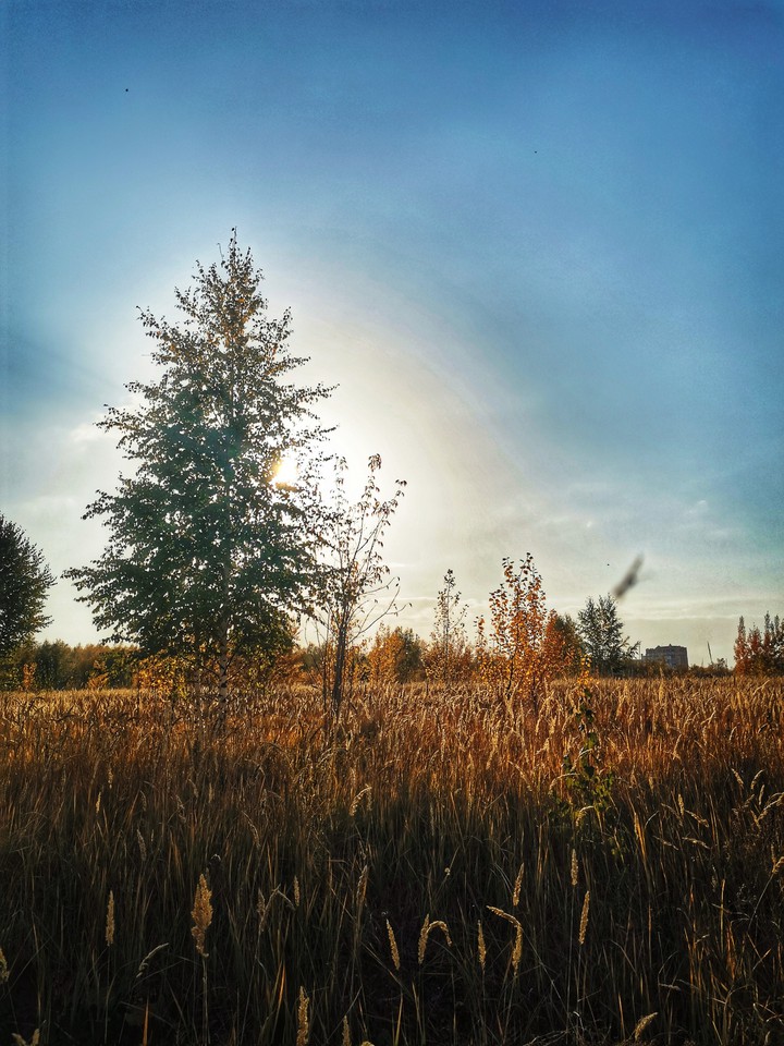 field