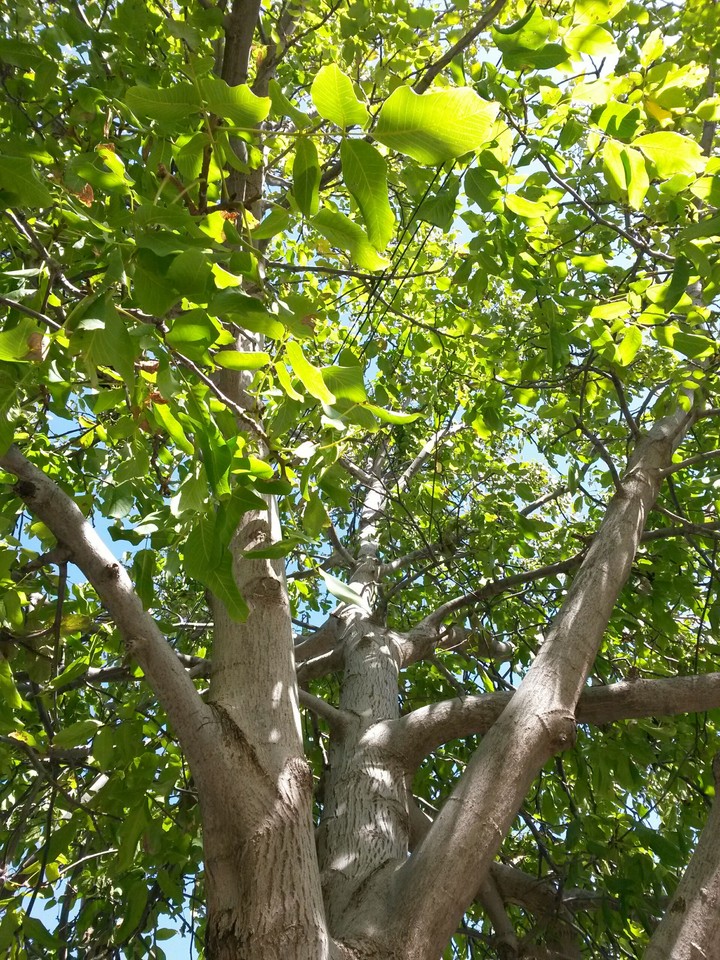 tree