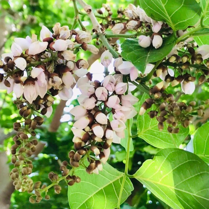 karanj flower