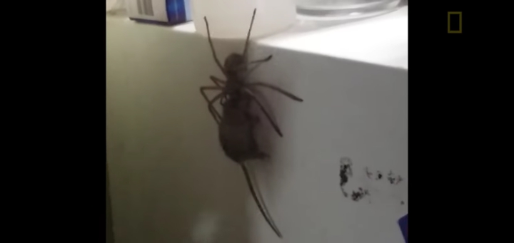 YES THIS hugh spider has a MOUSE