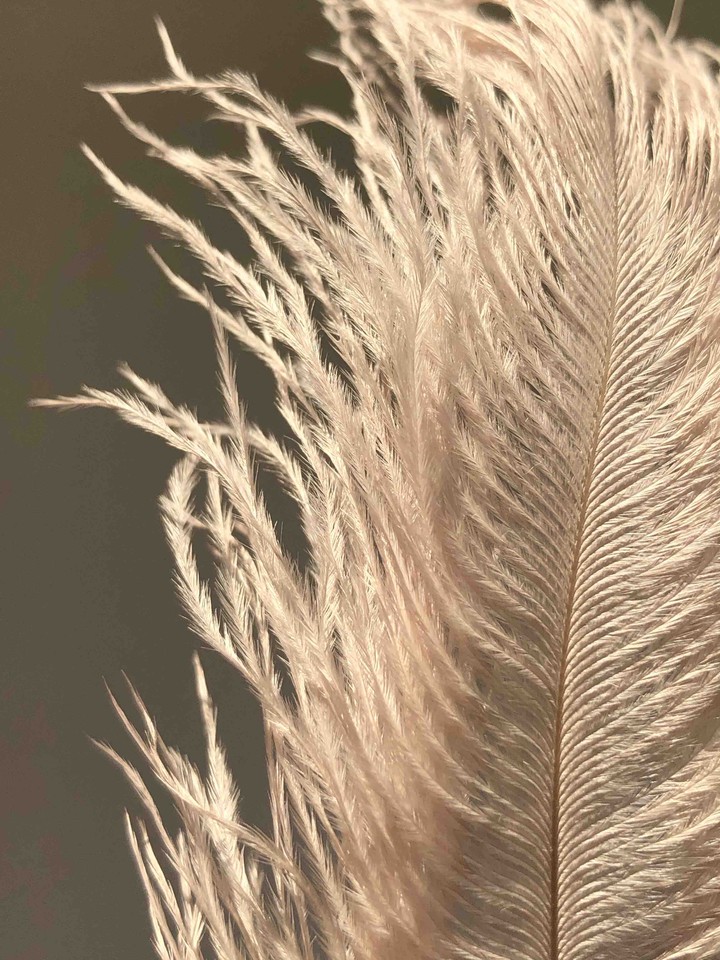 feather
