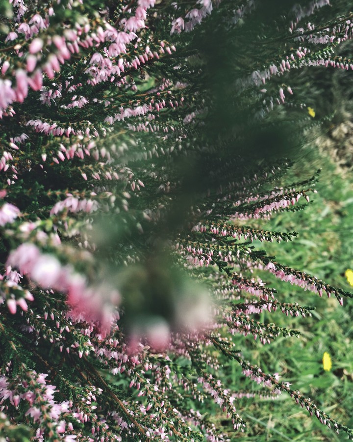 summer meadows.