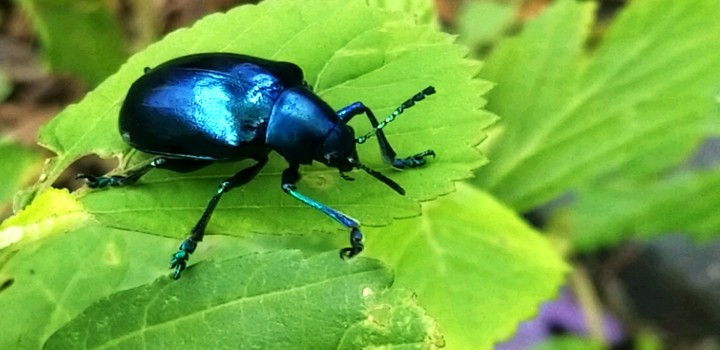Azul Metálico