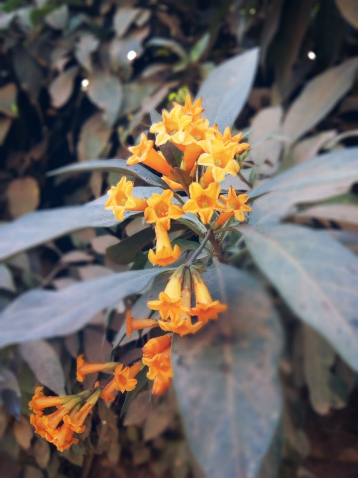 flower